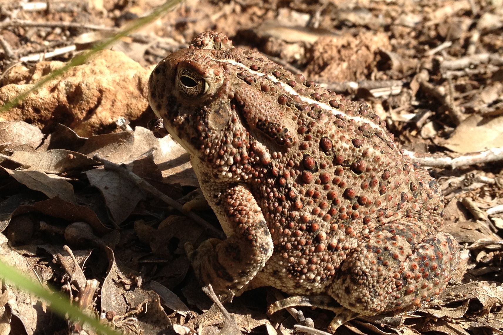 Bufo viridislauг., 1768,